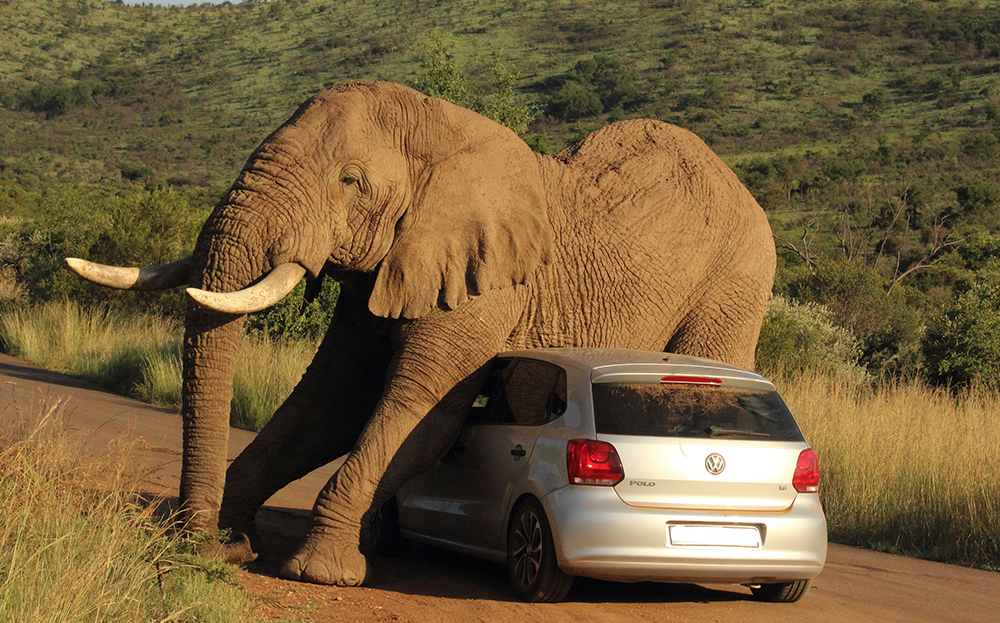 Elephant polo