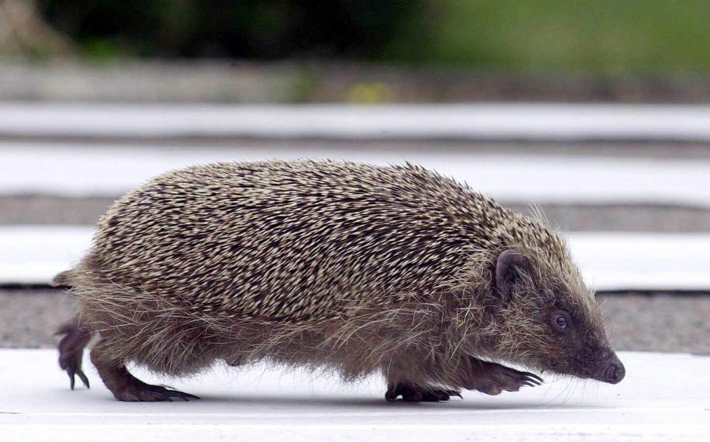 Road-signs-for-hedgehogs-2