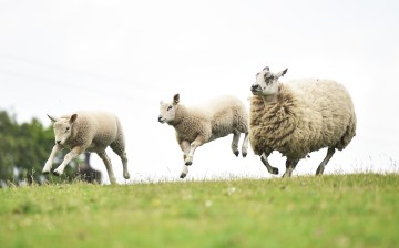 Jeremy Clarkson tries to shear some sheep